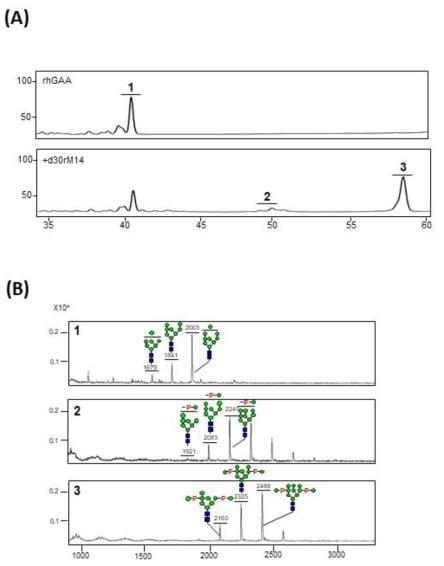 고만노스형 당사슬이 부가된 재조합 GAA 단백질에 d30rM14을 넣고 만노스인산화 반응을 진행한 후, 이의 당사슬을 HPLC 장비를 이용하여 분석한 결과를 나타낸 그래프 (A)와 각각의 피크를 받아 MALDI-TOF 장비를 이용하여 MS 값을 확인한 그래프 (B) 이다