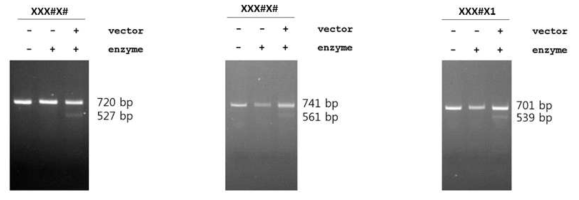 단일 유도 RNA가 포함된 벡터를 형질전환하여 삽입-결실이 일어난 세포주의 유전체 확인. 2% agarose gel에 전기영동하여 확인한 결과임. 세 유전자 모두에서 삽입-결실이 일어나 두 개의 band가 나타나는 것을 확인함
