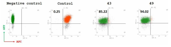 유세포분석기를 통한 단일 세포주의 PHA-L4 결합 감소 확인
