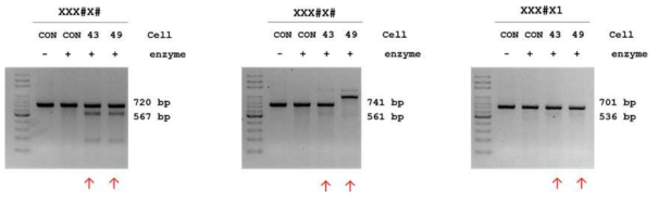 단일 세포주 유전체에서의 목표 유전자의 삽입-결실 여부 확인. 2% agarose gel에 전기영동하여 확인