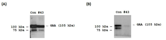 PHA-L4를 이용한 단일 세포주에서의 α-글루코시드가수분해효소 leXXin blot . (A) Anti-GAA antibody를 이용한 Western blot. (B) PHA-L4를 이용한 leXXin blot