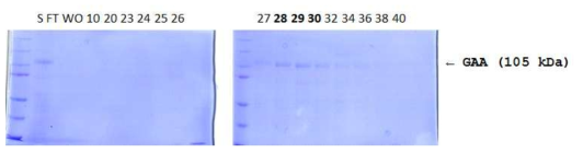 ion exchange chromatography를 이용한 α-글루코시드가수분해효소 정제