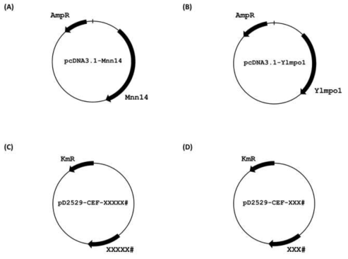 만노스인산화 효소와 XXX-xxxxxx xxxxxxxx를 발현하는 플라스미드. (A) pcDNA3.1-Mnn14 (B) pcDNA3.1-Ylmpo1 (C) pD2529-CEF-XXXXX# (D) pD2529-CEF-XXX#