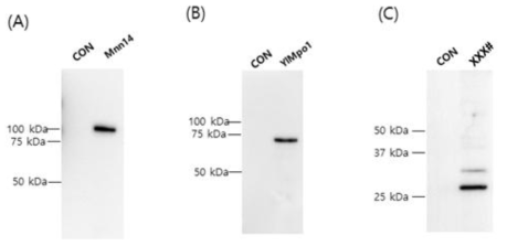 Western blot을 통한 유전자 발현 확인. (A) pcDNA3.1-Mnn14, (B) pcDNA3.1-Ylmpo1, (C) pD2529-XXX# 플라스미드를 형질전환한 세포의 발현 확인