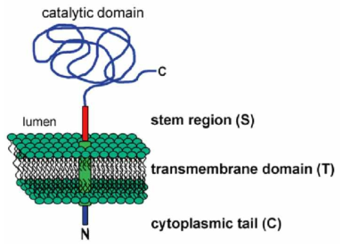 N-glycosyltransferase의 구조. 골지에 위치한 glycosyltransferase는 Type II membrane protein으로 N-말단에 cytoplasmic tail과 transmemebrane domain과 stem region으로 구성되어 있으며 C-말단에 catalytic domain으로 연결되어 있음