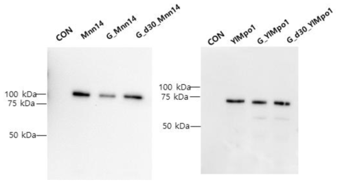 Xxxxx XxXⅠ의 XX region을 부가한 만노스 인산화 효소의 유전자 발현 확인. Mnn14: wild type, G_Mnn14: Xxxxx XxX1의 XX region이 도입된 Mnn14, G_d30_Mnn14: Mnn 14의 stem region 30개 아미노산이 제거 된 Mnn14, YlMpo1: wild type, G_YlMpo1: Xxxxx XxX1의 XX region이 도입된 YlMpo1, G_d30_YlMpo1: YlMPo1의 stem region 30개 아미노산이 제거 된 YlMPo1