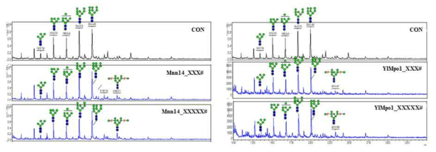 만노스인산화 효소와 XXX-xxxxxx xxxxxxxx의 발현을 통해 rGAA에 만노스-6-인산 당사슬 부가 확인. (A) 만노스인산화 효소 Mnn14와 XXX-xxxxxx xxxxxxxx인 XXX#, XXXXX#의 발현을 통한 만노스-6-인산 당사슬 부가 확인. (B) 만노스인산화 효소 YlMpo1과 XXX-xxxxxx xxxxxxxx인 XXX#, XXXXX#의 발현을 통한 만노스-6-인산 당사슬 부가 확인