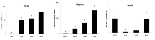 BEFS-MyoD 근육세포주의 L-glutamine 농도 처리에 따른 근육분화마커(HSPB1, Desmin, MyoD)의 mRNA 발현량 결과
