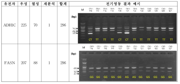 ADH1C MS1 마커에 대한 AS-PCR 분석 결과