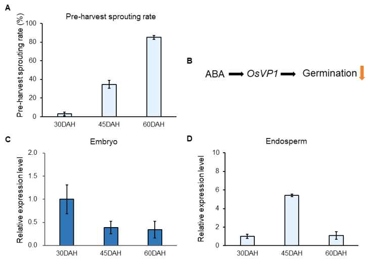 낮은 휴면 품종 고품 (Gopum)의 종자 성숙 3단계에 따른 수발아율과 종자 성숙 3단계에 따른 배아 (Embryo)와 배유 (Endosperm) 각각에서의 OsVP1 유전자 발현 분석. A) 고품 (Gopum) 종자 성숙 3단계에 따른 수발아율 그래프; B) 아브시스산 (Abscisic acid, ABA), OsVP1 유전자 그리고 발아 (Germination) 간의 관계 모식도; C) 종자 성숙 3단계에 따른 배아 (Embryo)에서의 OsVP1 유전자 발현 그래프; D) 종자 성숙 3단계에 따른 배유 (Endosperm)에서의 OsVP1 유전자 발현 그래프; DAH: Days After Heading (출수 후 일수)