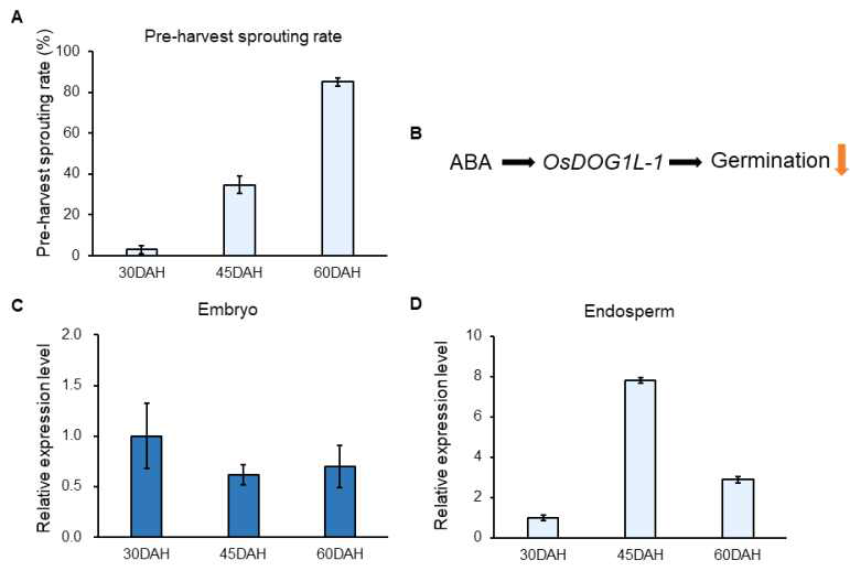 낮은 휴면 품종 고품 (Gopum)의 종자 성숙 3단계에 따른 수발아율과 종자 성숙 3단계에 따른 배아 (Embryo)와 배유 (Endosperm) 각각에서의 OsDOG1L-1 유전자 발현 분석. A) 고품 (Gopum) 종자 성숙 3단계에 따른 수 발아율 그래프; B) 아브시스산 (Abscisic acid, ABA), OsDOG1L-1 유전자 그리고 발아 (Germination) 간의 관계 모식도; C) 종자 성숙 3단계에 따른 배아 (Embryo)에서의 OsDOG1L-1 유전자 발현 그래프; D) 종자 성숙 3단계에 따른 배유 (Endosperm)에서의 OsDOG1L-1 유전자 발현 그래프; DAH: Days After Heading (출수 후 일수)