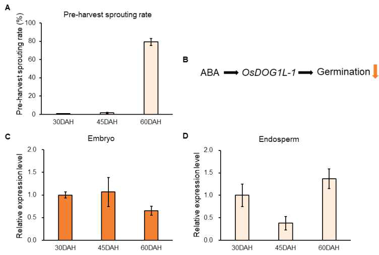 높은 휴면 품종 조운 (Jowoon)의 종자 성숙 3단계에 따른 수발아율과 종자 성숙 3단계에 따른 배아 (Embryo)와 배유 (Endosperm) 각각에서의 OsDOG1L-1 유전자 발현 분석. A) 조운 (Jowoon) 종자 성숙 3단계에 따른 수발아율 그래프; B) 아브시스산 (Abscisic acid, ABA), OsDOG1L-1 유전자 그리고 발아 (Germination) 간의 관계 모식도; C) 종자 성숙 3단계에 따른 배아 (Embryo)에서의 OsDOG1L-1 유전자 발현 그래프; D) 종자 성숙 3단계에 따른 배유 (Endosperm)에서의 OsDOG1L-1 유전자 발현 그래프; DAH: Days After Heading (출수 후 일수)