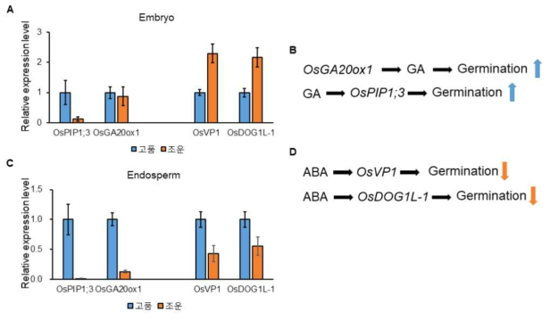 휴면 타파 경계 고품 (Gopum)과 조운 (Jowoon)의 배아 (Embryo)와 배유 (Endosperm) 각각에서의 휴면 및 발아 관련 유전자 발현 분석. A) 고품 (Gopum)과 조운 (Jowoon)의 배아 (Embryo)에서의 OsPIP1;3, OsGA20ox1, OsVP1, OsDOG1L-1 유전자 발현 그래프; B) 지베렐린 (Gibberellin, GA), OsGA20ox1, OsPIP1;3 유전자 그리고 발아 (Germination) 간의 관계 모식도; C) 고품 (Gopum)과 조운 (Jowoon)의 배유 (Endosperm)에서의 OsPIP1;3, OsGA20ox1, OsVP1, OsDOG1L-1 유전자 발현 그래프; D) 아브시스산 (Abscisic acid, ABA), OsVP1, OsDOG1L-1 유전자 그리고 발아 (Germination) 간의 관계 모식도