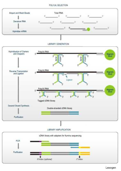 mRNA library 제작 scheme