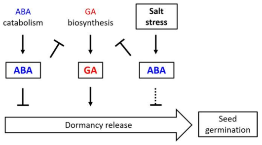 ABA, GA, salt stress, 종자 휴면 및 발아 간의 상관관계 모델