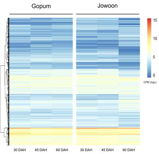 고품 (Gopum), 조운 (Jowoon)의 배아 (Embryo)에서 종자 발달 단계별 (30, 45, 60 DAH) 12,524개 유전자 발현 heat map; DAH: Days After Heading (출수 후 일수)