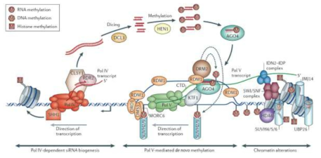 24-nt siRNA 생성 과정 및 RNA-dependent DNA methylation을 통한 표적 유전자 조절 기작 (Matzke and Mosher, 2014)