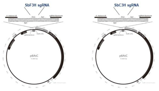 CRISPR-Cas9 유전자 가위 기술에 사용된 벡터