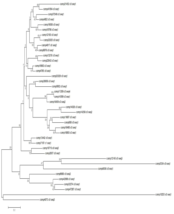MYB-계열 전사 관련 황금 유전자의 phylogenetic tree