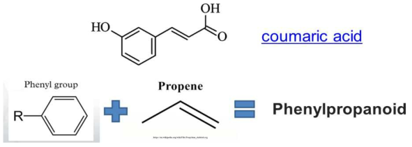Phenylpropanoids의 기본골격과 coumaric acid의 화학구조