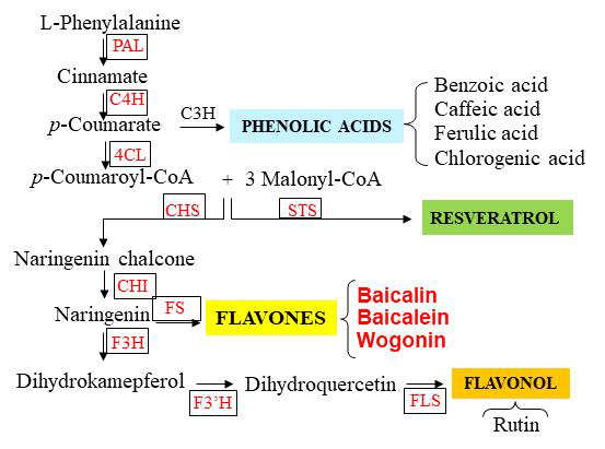황금에서 예상되는 phenylpropanoid 생합성 경로와 관련 유전자. PAL, phenylalanine ammonia lyase; C4H, cinnamate 4-hydroxylase; C3H, p-coumarate-3-hydroxylase; 4CL, 4-coumarate:CoA-ligase; CHS, chalcone synthase; CHI, chalcone isomerase; STS, stilbene synthase; FS, flavone synthase; F3H, flavanone 3β-hydroxylase; F3'H, flavonoid 3′-hydroxylase; FLS, flavonol synthase