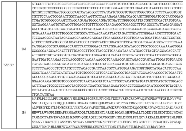 황금 C3H 유전자의 염기서열 (A)과 아미노산 서열 (B)