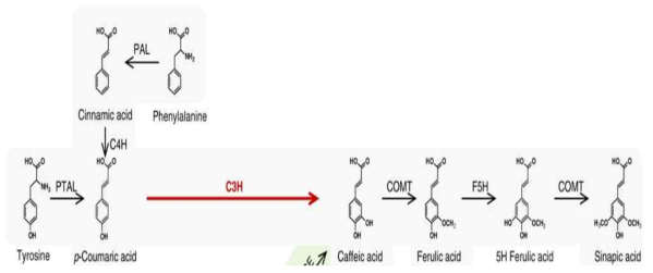 Phenylpropanoid 생합성에서 C3H 유전자의 기능