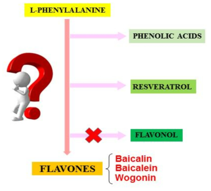 F3H 유전자 억제시 flavone 생합성에 미치는 영향 모식도