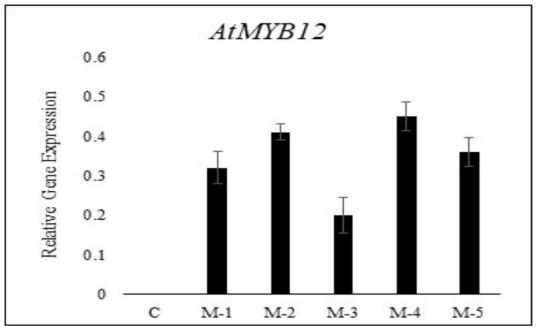 MYB12 과발현 모상근의 AtMYB12 유전자 발현조사