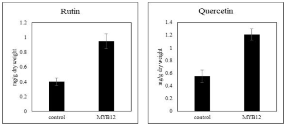 황금 AtMYB12 과발현 황금 모상근에서 flavonol 함량 조사