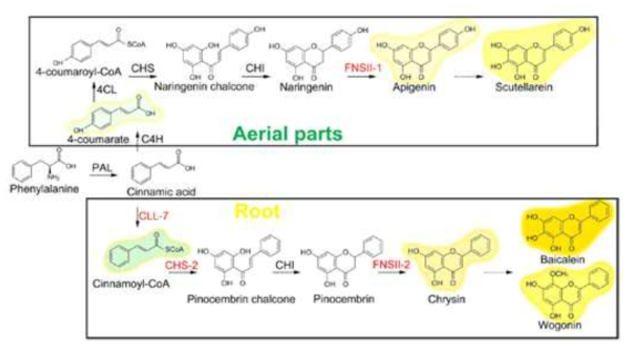 황금 내 flavone 생합성 과정