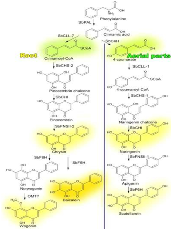 황금 root specific 플라본 생합성 경로