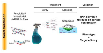 GFP 발현 식물체 종자에 GFP 표적유전자에 대한 dsRNA 처리 및 효율 검증