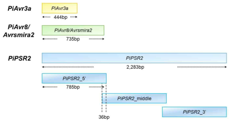 감자역병균 내 PiAvr3a, P iAvr8/Avrsmira2 및 PiPSR2 유전자를 표적하는 dsRNA 디자인 모식도