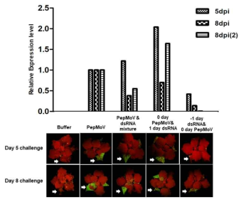 식물체에의 PepMoV와 이를 표적하는 dsRNA의 처리 순서에 따른 PepMoV 내 GFP mRNA 발현량 분석 (상) 및 UV 하에서 촬영 (하). 5 days post inoculation (5 dpi); 바이러스 접종 후 5일차에 local leaf sampling, (8 dpi); 8일차에 local leaf sampling, (8 dpi (2)); 8일차에 upper leaf sampling