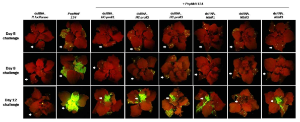 PepMoV의 HC-pro 및 NIb 유전자를 표적하는 6가지 dsRNA screening 실험. 바이러스 접종 후 5, 8 및 12일 차에 UV 하에서 촬영