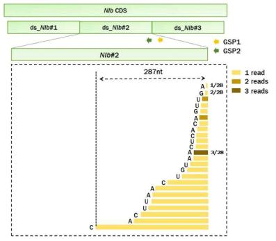 dsRNA_NIb middle 및 바이러스가 동시 처리된 N. Benthamiana 잎에서의 dsRNA 처리에 따른 NIb mRNA 내 절단 위치 확인