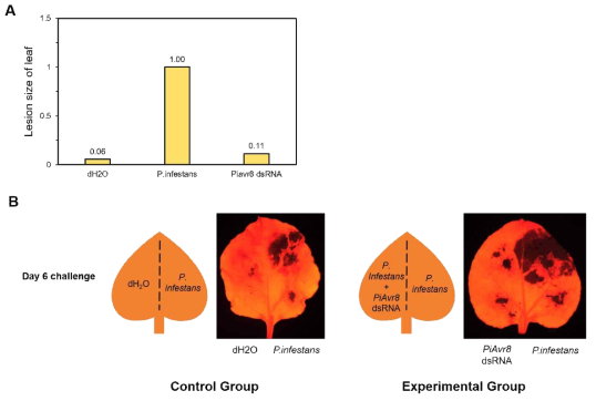 PiAvr8 effector 표적 dsRNA 및 담배역병균 동시 처리 후 Nicotiana Benthamiana 잎에서의 병반 확인. A) 병반 크기의 분석 B) FOBI (Fluorescence In Vivo Imaging System)로 촬영하여 확인한 잎 조직. 물과 감자역병균을 처리한 담배 잎(좌), dsRNA과 감자역병균 동시 처리 및 감자역병균을 처리한 담배 잎(우)