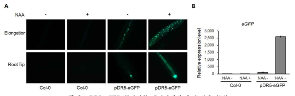 pDR5-eGFP 형질전환 애기장대의 옥신 반응 분석. A) pDR5-eGFP 형질전환 애기장대 옥신 처리 후 eGFP 발현 모습, 식물체 (T3)를 hygromycin 포함 1/2 MS 배지에서 7일간 재배 후 1uM NAA 처리. B) eGFP 발현 분석, 각 샘플 total RNA를 이용하여 cDNA 합성 후 RT-qPCR를 수행하여 분석