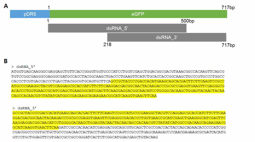 eGFP 표적 dsRNA 제작. A) eGFP 상의 dsRNA_5’와 dsRNA_3’의 모식도. B) dsRNA_5‘와 dsRNA_3‘의 서열정보, 노란색 박스는 overlap 지역임