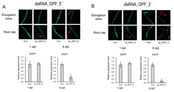 pDR5-eGFP 형질전환 애기장대의 dsRNA_5′ dipping 반응 분석. A) pDR5-eGFP 형질전환 애기장대 GFP dsRNA_5′ B) GFP dsRNA_3′ 처리 후 eGFP 발현 모습 및 1 day, 6 day 각 샘플에서 total RNA를 이용하여 cDNA 합성 후 qRT-PCR를 수행하여 분석