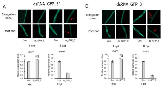 pDR5-eGFP 형질전환 애기장대의 dsRNA_5’ spray 반응 분석. A) pDR5-eGFP 형질전환 애기장대 GFP dsRNA_5’ 및 B) GFP dsRNA_3’ 처리 후 eGFP 발현 모습 및 1 day, 6 day 각 샘플에서 total RNA를 이용하여 cDNA 합성 후 qRT-PCR를 수행하여 분석