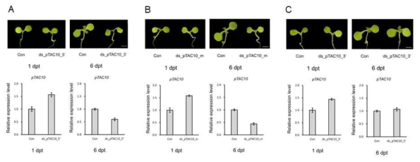 7 days old 애기장대의 pTAC10 dsRNA dipping 반응 분석. A) pTAC10 dsRNA_5’ B) pTAC10 dsRNA_mid C) pTAC10 dsRNA_3’ 처리 후 식물체 표현형 관찰 및 1 day, 6 day 각 샘플 total RNA를 이용하여 cDNA 합성 후 qRT-PCR 수행