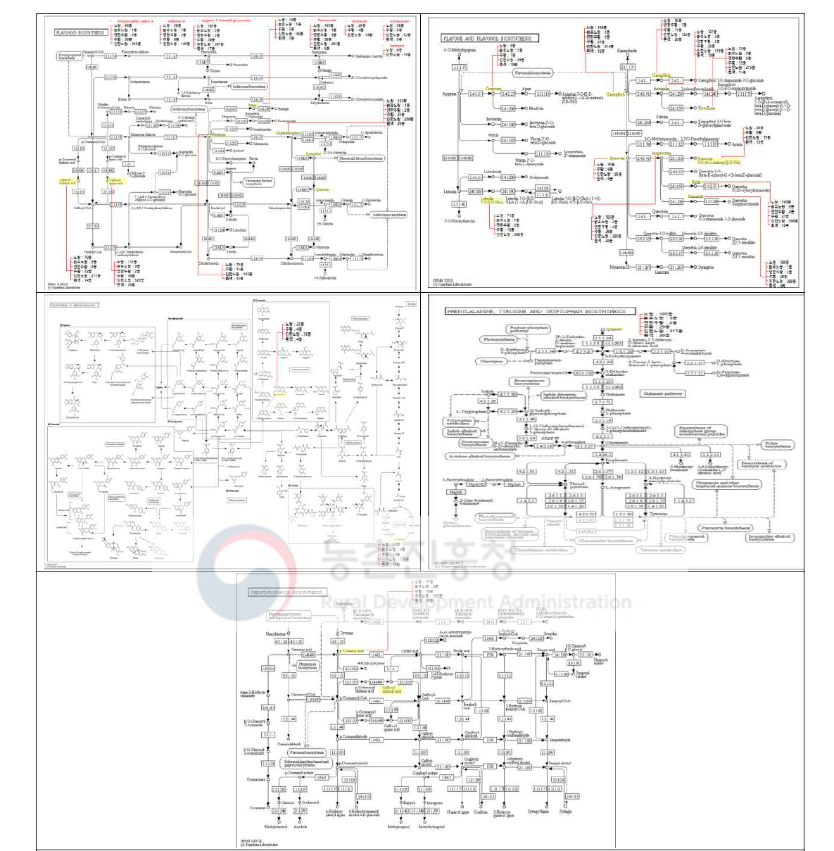 잇꽃 자원 표적 대사물질 관련 Pathway