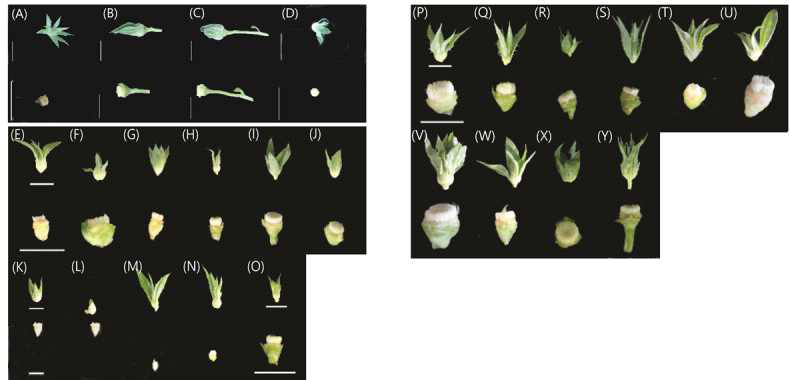 약배양 치상적기 포엽 제거 전, 후 꽃봉오리