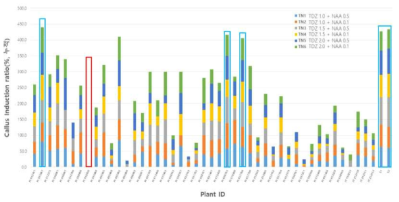 TN 배지에서 잇꽃 자원별 캘러스 유도율