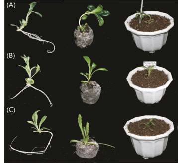 재분화 식물체 뿌리 유도 및 순화
