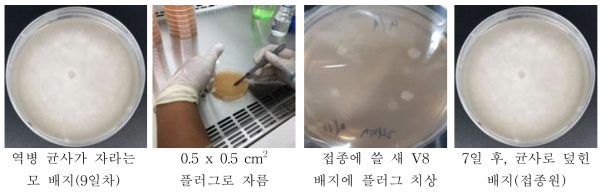 콩 역병균 배양 과정