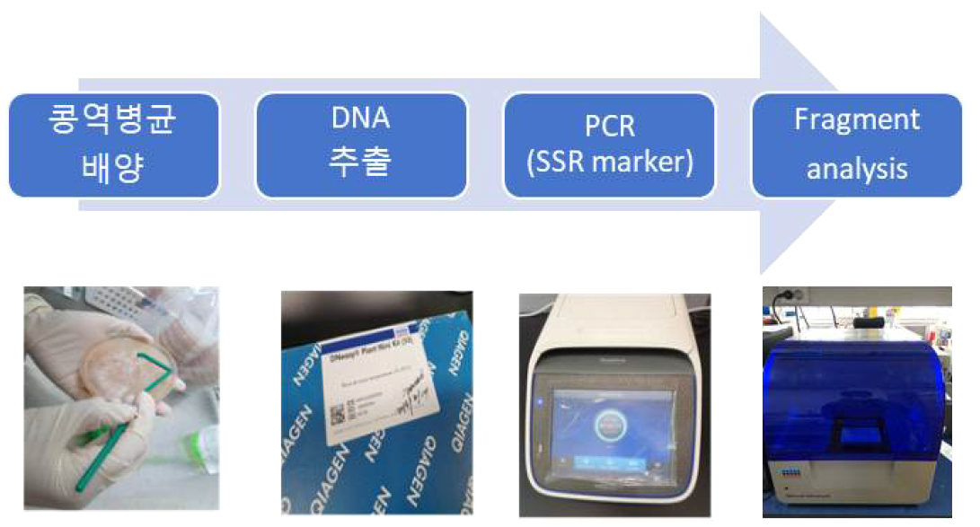 역병균 DNA 단편(SSR) 크기 분석 과정