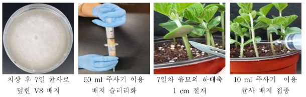 하배축 접종 과정